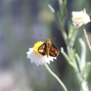 Ocybadistes walkeri at North Mitchell Grassland  (NMG) - 22 Mar 2024 01:19 PM