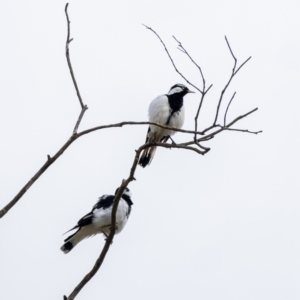 Grallina cyanoleuca at Wingecarribee Local Government Area - 23 Mar 2024 10:35 AM