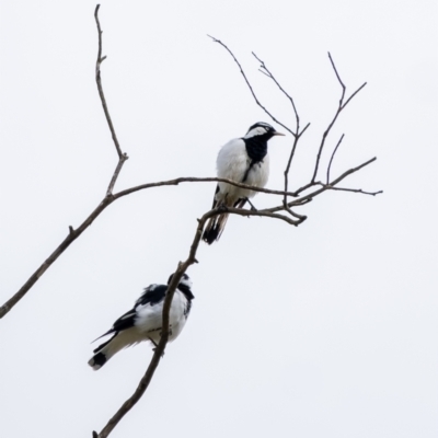 Grallina cyanoleuca (Magpie-lark) at Burradoo - 22 Mar 2024 by Aussiegall