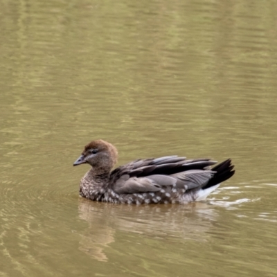 Chenonetta jubata (Australian Wood Duck) at Moss Vale - 22 Mar 2024 by Aussiegall