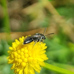 Apiformes (informal group) at North Mitchell Grassland  (NMG) - 22 Mar 2024