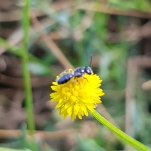 Apiformes (informal group) at North Mitchell Grassland  (NMG) - 22 Mar 2024