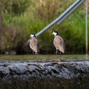 Vanellus miles at Cecil Hoskins Nature Reserve - 23 Mar 2024