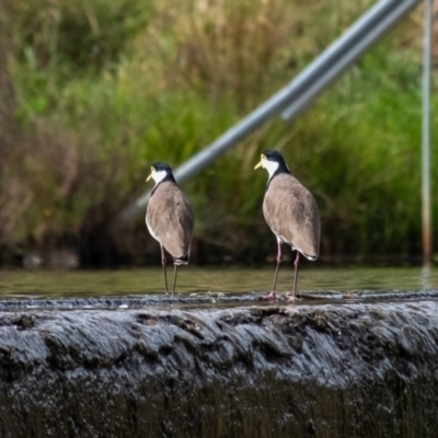 Vanellus miles (Masked Lapwing) at Burradoo - 23 Mar 2024 by Aussiegall