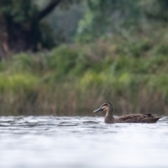 Anas superciliosa (Pacific Black Duck) at Burradoo - 23 Mar 2024 by Aussiegall