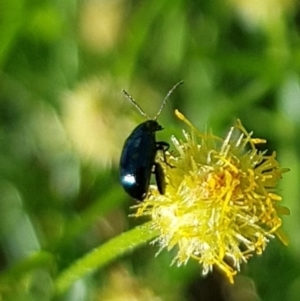 Arsipoda sp. (genus) at North Mitchell Grassland  (NMG) - 22 Mar 2024