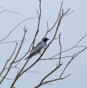 Coracina novaehollandiae at Wingecarribee Local Government Area - 23 Mar 2024