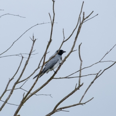 Coracina novaehollandiae (Black-faced Cuckooshrike) at Wingecarribee Local Government Area - 22 Mar 2024 by Aussiegall