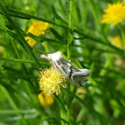 Heliocosma melanotypa (A tortrix or leafroller moth) at Franklin, ACT - 22 Mar 2024 by HappyWanderer