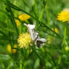 Heliocosma melanotypa at North Mitchell Grassland  (NMG) - 22 Mar 2024