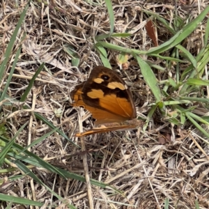 Heteronympha merope at QPRC LGA - 23 Mar 2024 02:02 PM