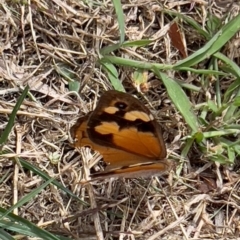 Heteronympha merope at QPRC LGA - 23 Mar 2024 02:02 PM