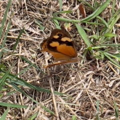 Heteronympha merope at QPRC LGA - 23 Mar 2024