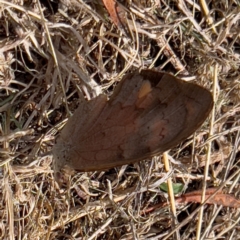 Heteronympha merope at QPRC LGA - 23 Mar 2024