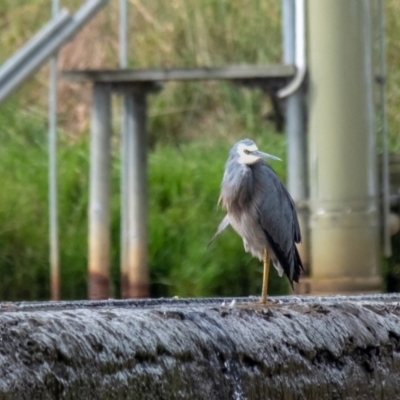 Egretta novaehollandiae (White-faced Heron) at Moss Vale, NSW - 23 Mar 2024 by Aussiegall