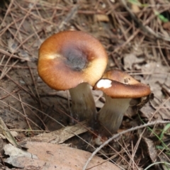 Unidentified Fungus at Wingecarribee Local Government Area - 20 Jan 2024 by JanHartog