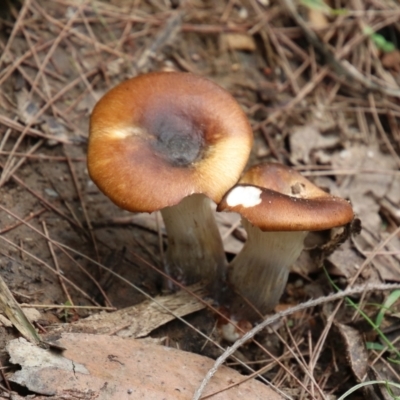 Unidentified Fungus at Alpine - 20 Jan 2024 by JanHartog