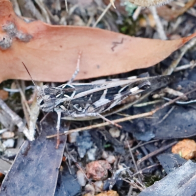 Oedaleus australis (Australian Oedaleus) at Piney Ridge - 24 Mar 2024 by JimL