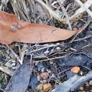 Oedaleus australis at Block 402 - 24 Mar 2024