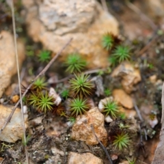 Polytrichaceae sp. (family) (A moss) at Block 402 - 24 Mar 2024 by JimL