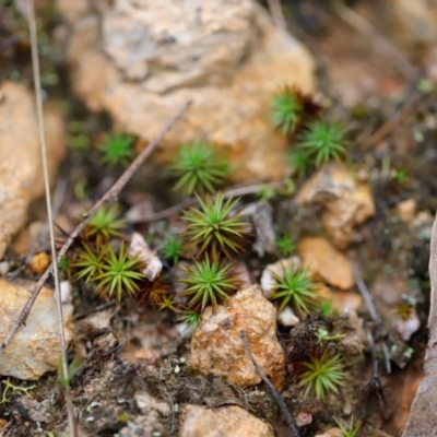 Polytrichaceae sp. (family) (A moss) at Piney Ridge - 23 Mar 2024 by JimL