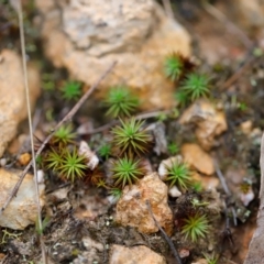 Polytrichaceae sp. (family) (A moss) at Piney Ridge - 23 Mar 2024 by JimL