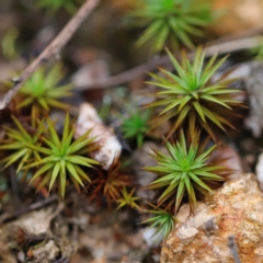 Polytrichaceae sp. (family) at Denman Prospect 2 Estate Deferred Area (Block 12) - 24 Mar 2024