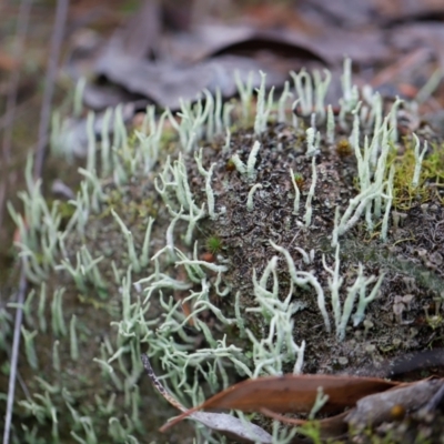 Cladonia sp. (genus) (Cup Lichen) at Block 402 - 23 Mar 2024 by JimL