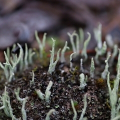 Cladonia sp. (genus) at Block 402 - 24 Mar 2024