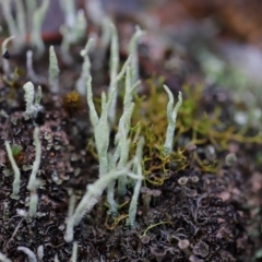 Cladonia sp. (genus) at Bluetts Block (402, 403, 12, 11) - 24 Mar 2024