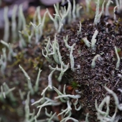 Cladonia sp. (genus) at Bluetts Block (402, 403, 12, 11) - 24 Mar 2024