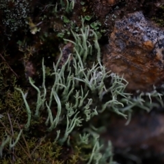 Cladonia sp. (genus) at Bluetts Block (402, 403, 12, 11) - 24 Mar 2024