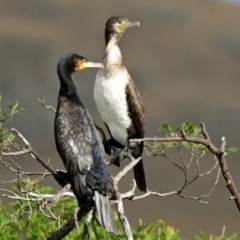 Phalacrocorax varius at West Belconnen Pond - 23 Mar 2024