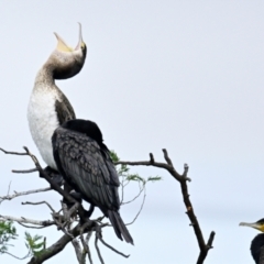 Phalacrocorax varius at West Belconnen Pond - 23 Mar 2024