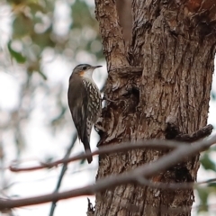 Cormobates leucophaea (White-throated Treecreeper) at Denman Prospect 2 Estate Deferred Area (Block 12) - 23 Mar 2024 by JimL