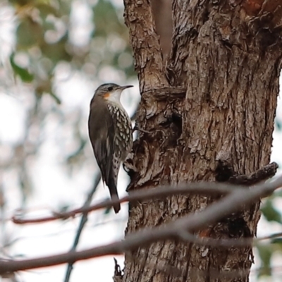 Cormobates leucophaea (White-throated Treecreeper) at Block 402 - 24 Mar 2024 by JimL