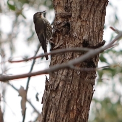 Cormobates leucophaea at Block 402 - 24 Mar 2024