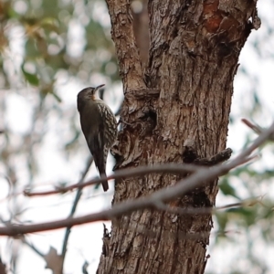 Cormobates leucophaea at Bluetts Block (402, 403, 12, 11) - 24 Mar 2024 07:27 AM