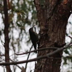 Cormobates leucophaea at Block 402 - 24 Mar 2024