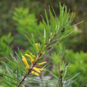 Persoonia linearis at Wingecarribee Local Government Area - 24 Jan 2024 11:39 AM