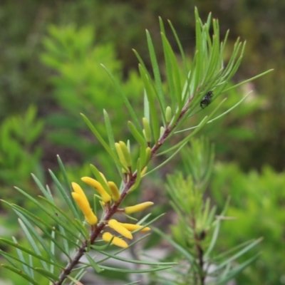 Persoonia linearis (Narrow-leaved Geebung) at Alpine, NSW - 24 Jan 2024 by JanHartog