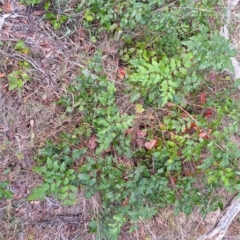 Berberis aquifolium (Oregon Grape) at Mount Majura - 24 Mar 2024 by JenniM