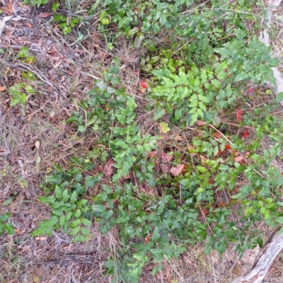 Berberis aquifolium (Oregon Grape) at Hackett, ACT - 23 Mar 2024 by JenniM