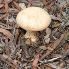 Unidentified Fungus at Alpine - 25 Jan 2024 by JanHartog