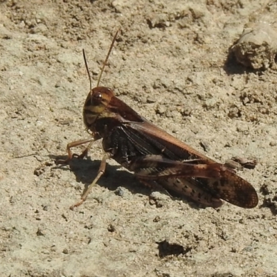 Gastrimargus musicus (Yellow-winged Locust or Grasshopper) at Meryla - 23 Feb 2024 by GlossyGal