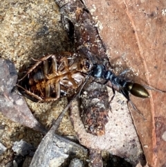 Myrmecia piliventris (Golden tail bull ant) at Woodlands, NSW - 3 Jan 2024 by GlossyGal