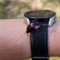 Unidentified Cockroach (Blattodea, several families) at Jerangle, NSW - 23 Mar 2024 by Csteele4