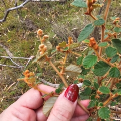 Pomaderris betulina subsp. betulina (Birch Pomaderris) at Jerangle, NSW - 23 Mar 2024 by Csteele4