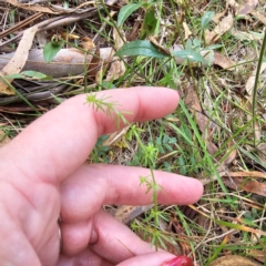 Asperula conferta at Jerangle, NSW - 23 Mar 2024