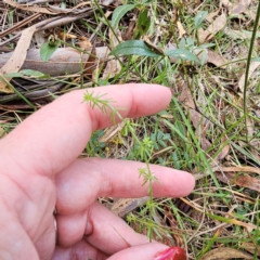 Asperula conferta at Jerangle, NSW - 23 Mar 2024